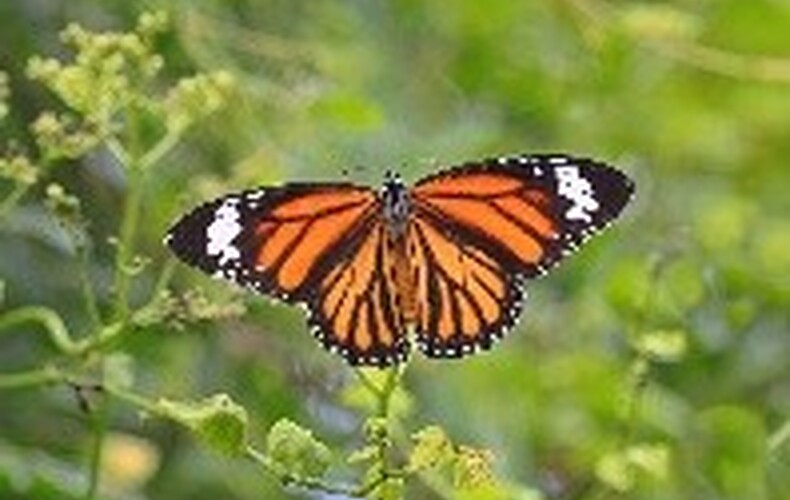 Un nouvel îlot de biodiversité prend vie à l'Hôtel de Ville!