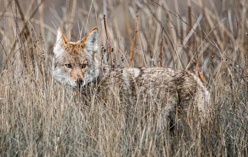 Présence de coyotes sur le territoire