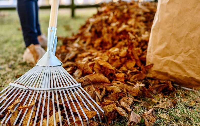 Collecte de feuilles