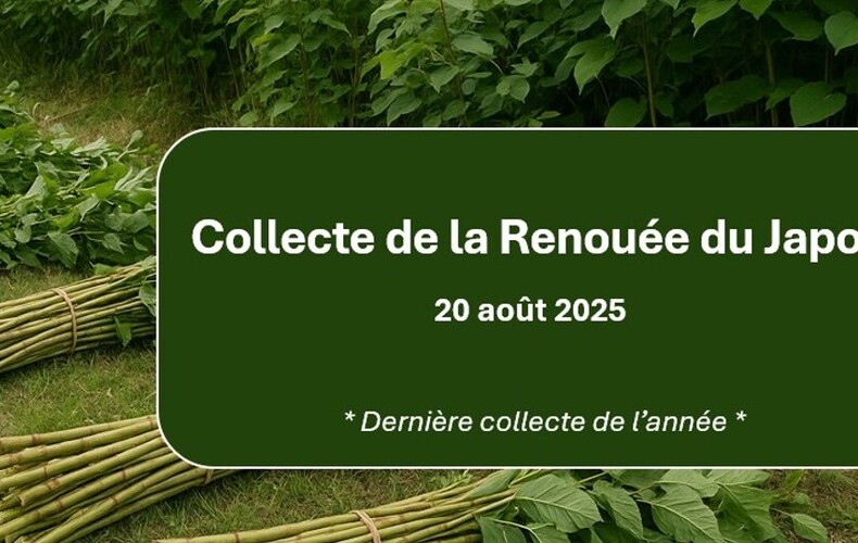Dernière collecte de Renouée du Japon